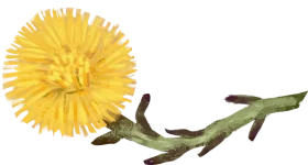 coltsfoot.webp