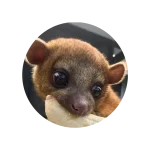 kinkajou-688393-1279541790 (1).webp