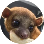 kinkajou-688393-1279541790 (1).webp