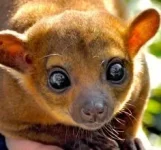 Kinkajou-Behavior-1643819768.webp Kinkajou-Behavior-1643819768.webp
