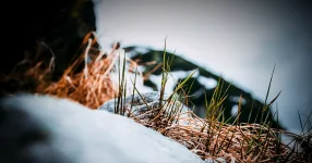 pngtree-a-detailed-close-up-of-lush-green-grass-growing-among-rugged-image_16822388.webp pngtree-a-detailed-close-up-of-lush-green-grass-growing-among-rugged-image_16822388.webp