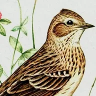 Vanya