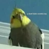 Cosmo